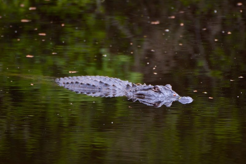 This alligator is a common site at this little pond.