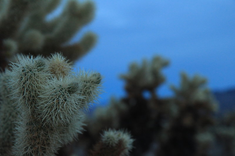 Cholla cactus at sun down