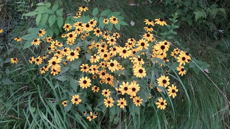 Rudbeckia Hirta along the trail