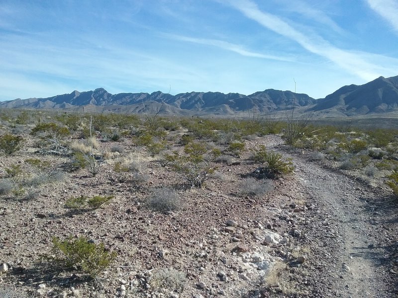 Looking east from the trail