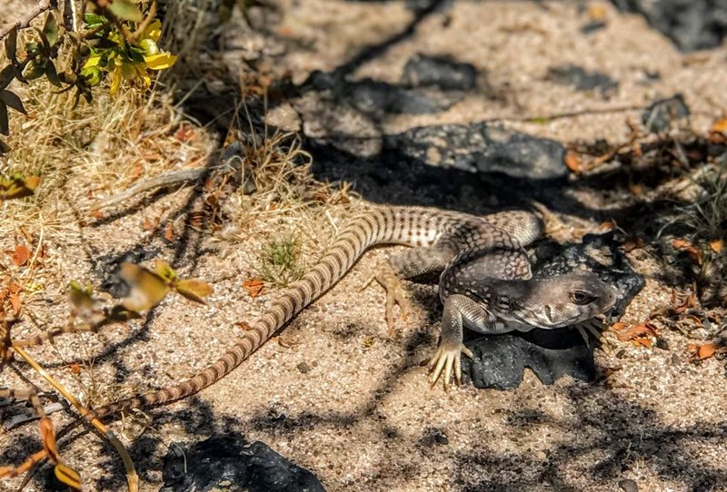 Desert Iguana catching some shade.