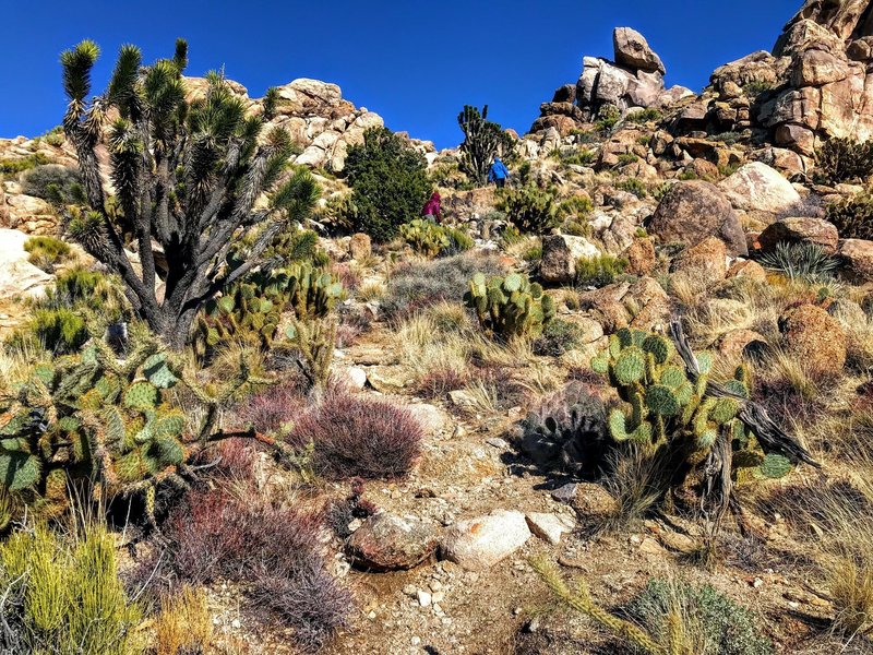 Backside of the Teutonia Peak Trail