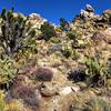 Backside of the Teutonia Peak Trail