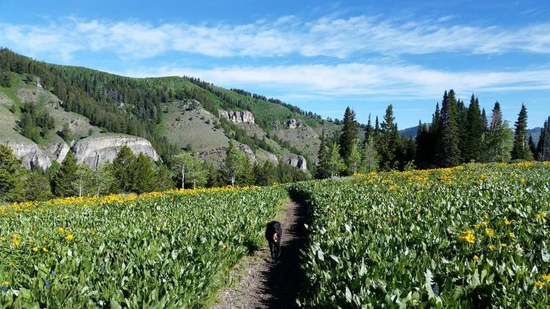 Card Canyon Yellow Flower Field