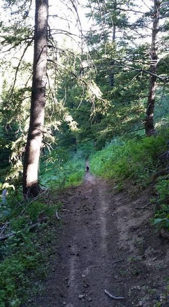 Card Canyon West Singletrack