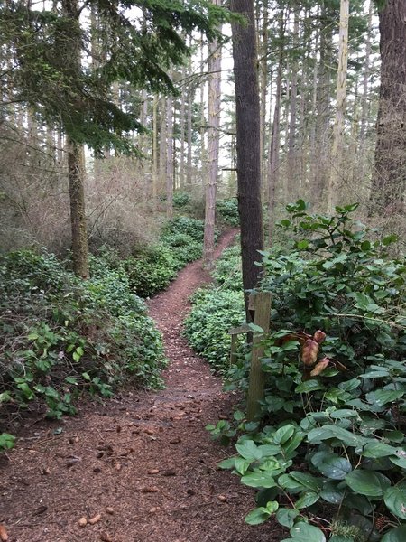 The trail winding towards Pondilla Lake