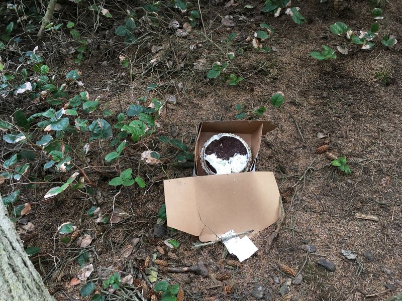 Yes, that is a cake, yes, in the forest, yes, we threw it away.