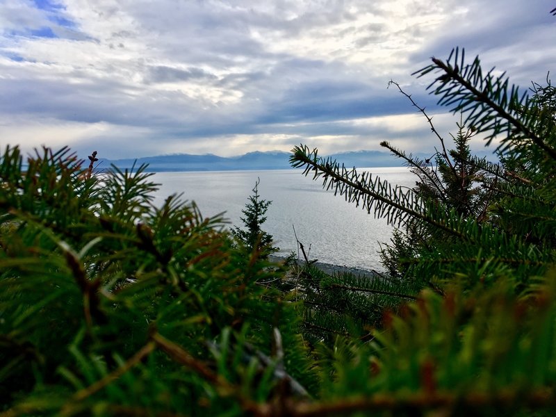 Looking through the pines at the water.