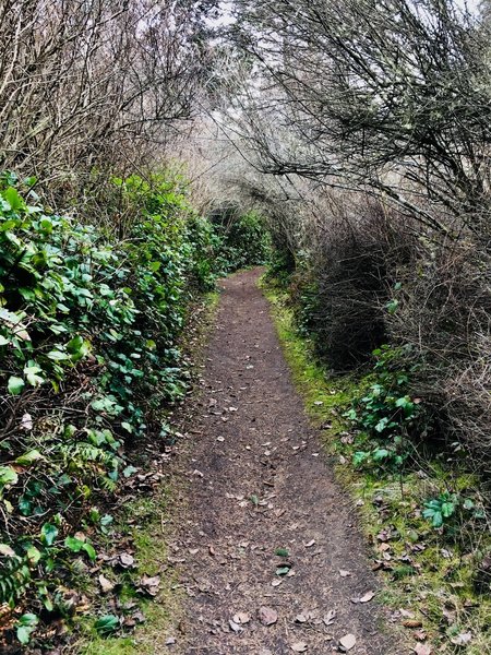 Looking up Bluff Trail