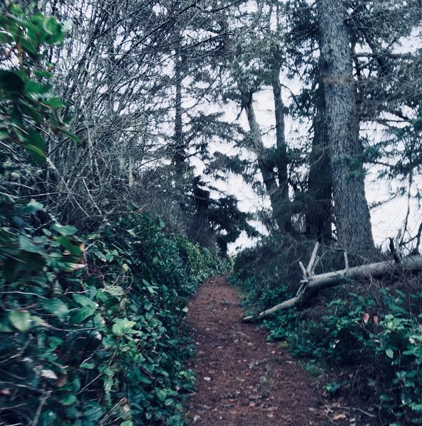 Bluff Trail, as you can see it is heavily forested.