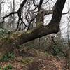 One of the large old growth trees you'll find along the Leadmine Gap Trail.