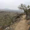 Trees and cacti give this trail some character