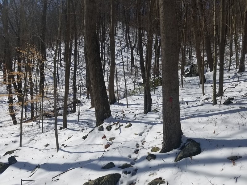 Snowy Day on Pine Knob Trail