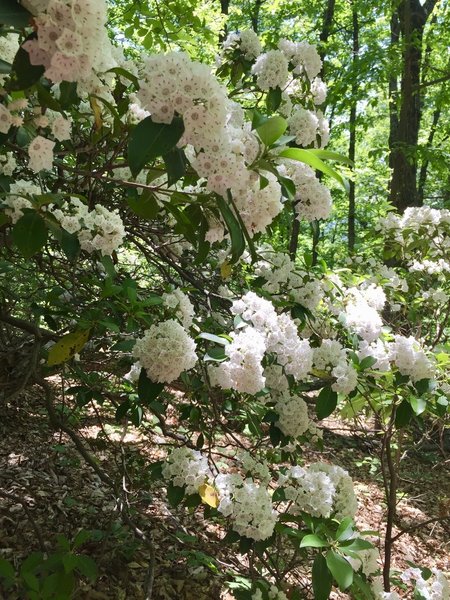 Spring Flowers