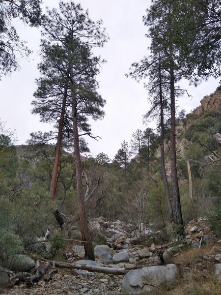 Ponderosa Pines in the creek bed on the Romero Canyon Trail