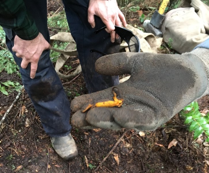 A rough skinned newt found while building the trail.