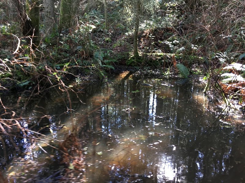 A pond on the side of the trail.