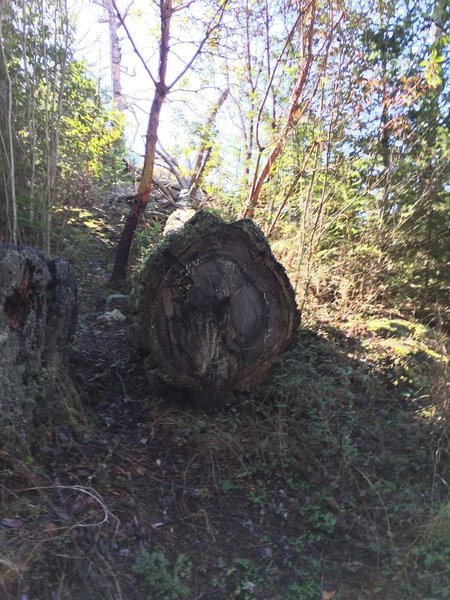 A felled giant on the way to Sares Head.