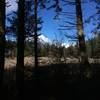 Looking at the marsh.