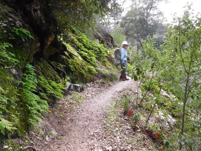 Ferns and mosses along Bear Canyon Trail
