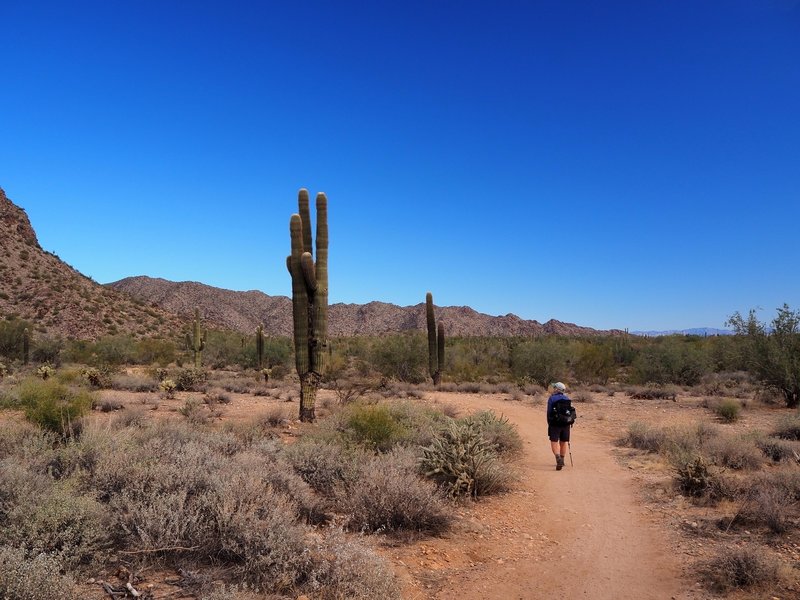 On the Waddell Trail