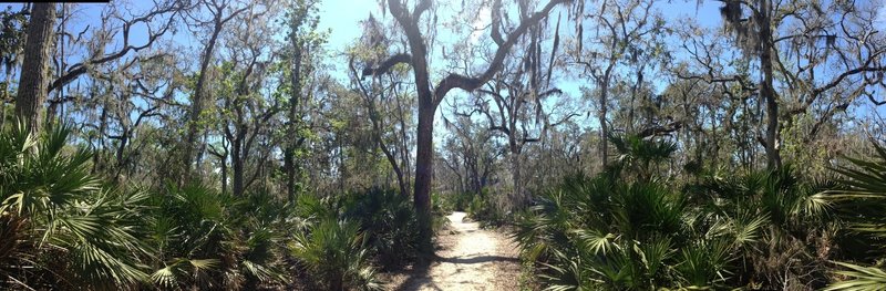 Coastal forest.