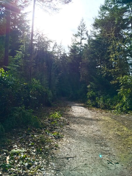 The sun over the trail.