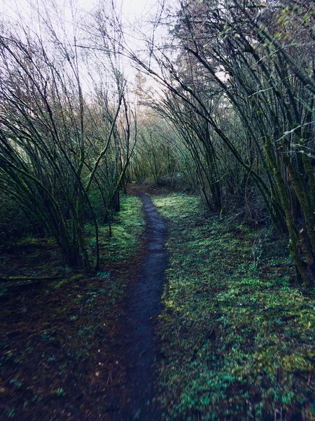 The trail winding through the woods.