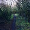 The trail winding through the woods.