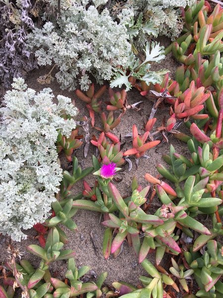 Some of the amazing plants on the pond trail