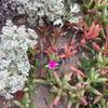 Some of the amazing plants on the pond trail