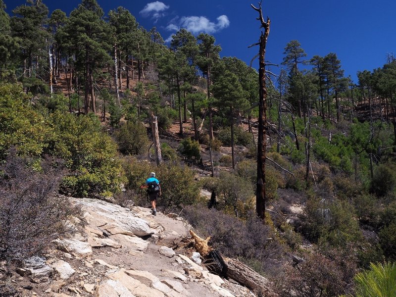 Along the Aspen Trail