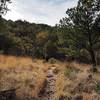 Along the Bog Springs Trail