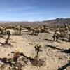 A sea of cholla cacti