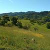 Spring wildflowers and green hills along Vista del Oro Trail