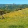 Spring wildflowers along Vista del Oro Trail, with Mt. Umunhum of the Santa Cruz Mountains in the distance, looking west-southwest.