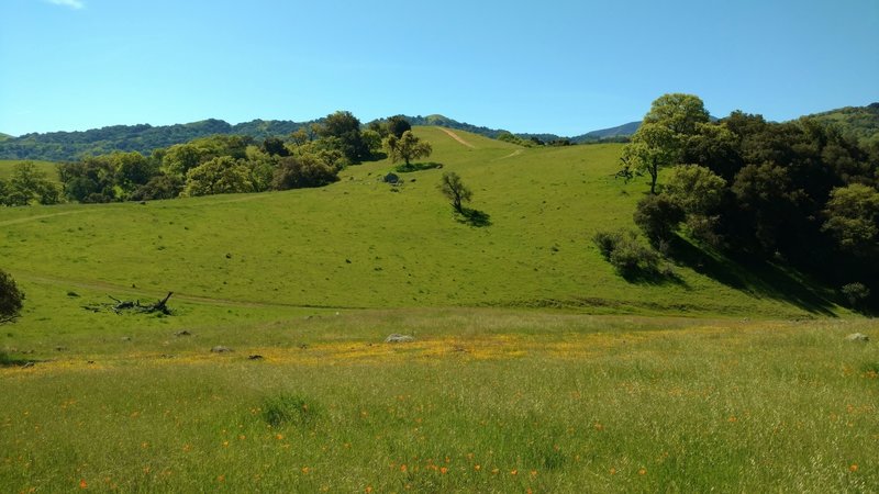 Vista del Oro Trail climbs through fields of spring wildflowers, to its high point.
