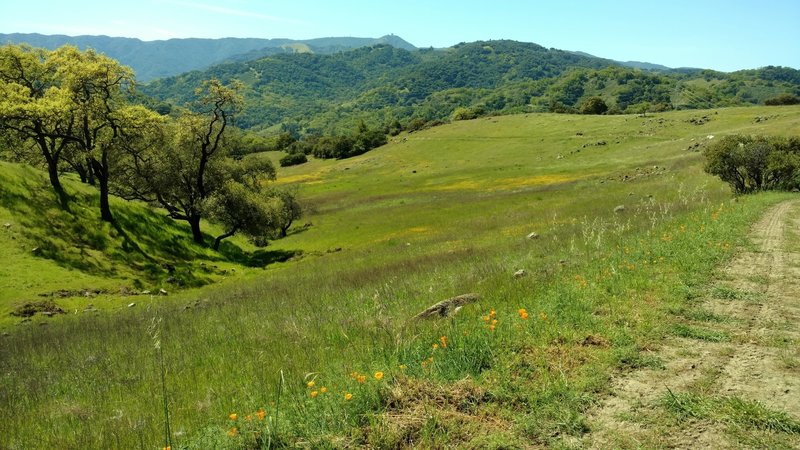 Lisa Killough Trail travels through fields of spring wildflowers with the Santa Cruz Mountains and Mt. Umunhum in the distance.