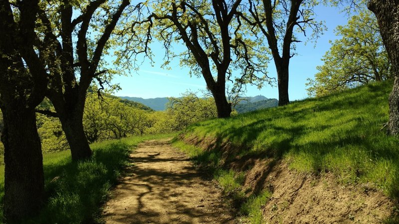 Mt. Umunhum of the Santa Cruz Mountains is in the distance as Lisa Killough Trail emerges from a shaded section.