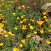 California poppies along Lisa Killough Trail