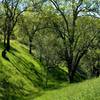 Beautiful spring greenery is everywhere in a shaded section of Lisa Killough Trail.