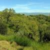 The Diablo Range can be seen in the distance to the northeast from Lisa Killough Trail.