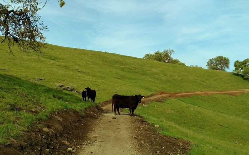 Cows graze in the grass hills along North Ridge Trail