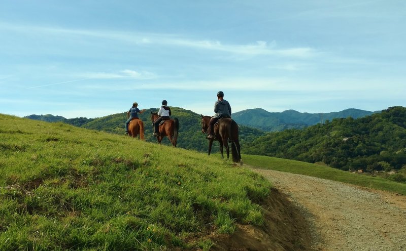 Horsies enjoying North Ridge Trail, its grass hills, and Santa Cruz Mountains in the distance.