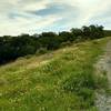 Spring wildflowers in the grass hills of Cottle Trail.