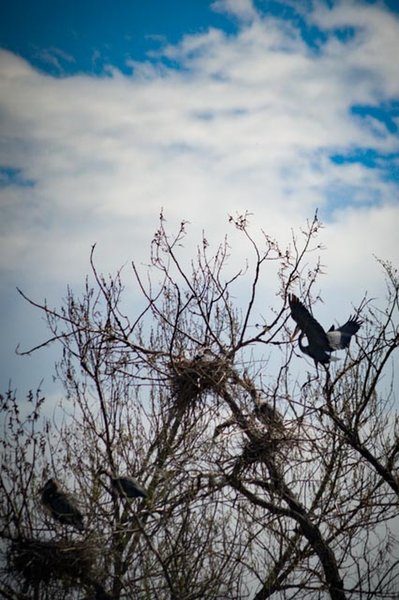 Blue Herons Feeding Young Spring of 2016