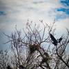 Blue Herons Feeding Young Spring of 2016