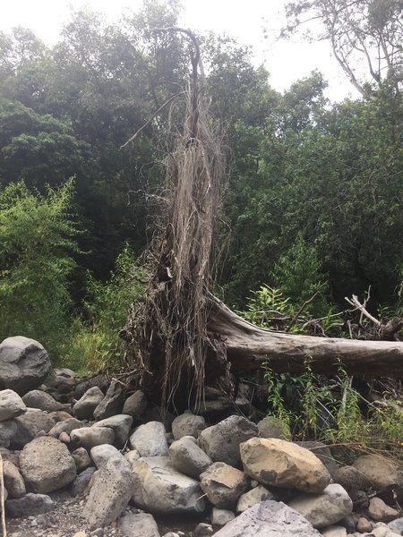 Tree where trail crosses over streem