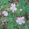 Wild Geraniums