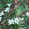 Atamasco lilies in the swampy area.